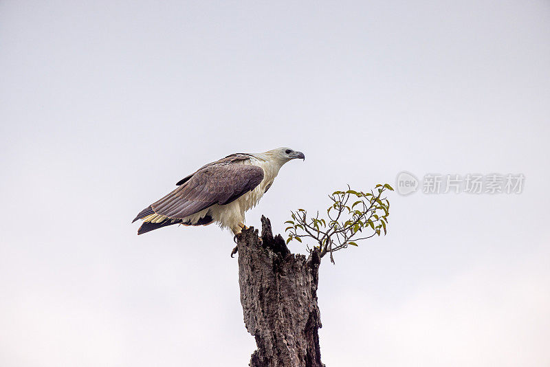 威尔帕图国家公园的白腹鱼鹰(halaeetus leucogaster)